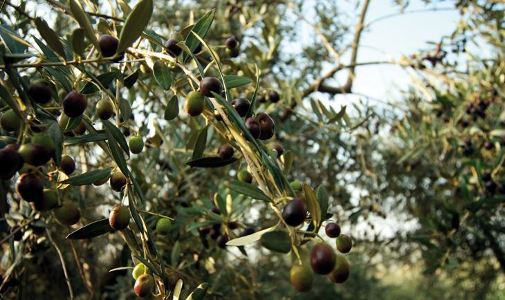 Agroturismo Le Fornase Castelnuovo del Garda
